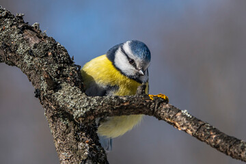 Blue tit