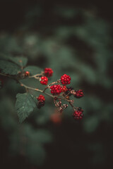 red berries on a bush
