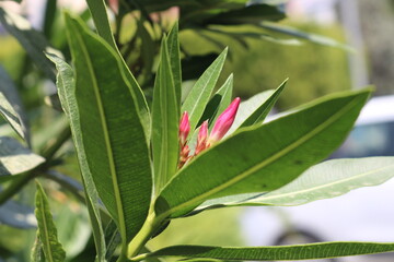 red and yellow flower