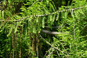 Close-up of blooming Taxodium mucronatum (Taxodium Huegelii Lawson) branches, commonly known as...