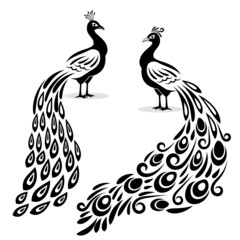Monochrome peacock. Hand drawn peecoock isolated black silhouette on white page, book stylized pavonine animal bird vector illustration, peafowl art design