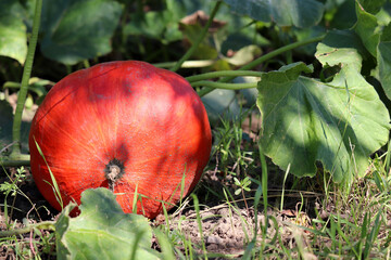 Red pumpkin growing in a garden. Autumn harvest, vegetables for Thanksgiving day