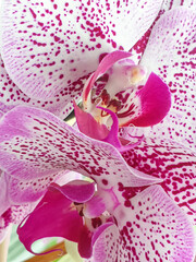 Pink orchids closeup on green background