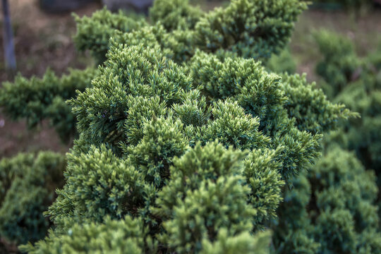 branches of a coniferous ornamental plant as a texture. Selective focus.