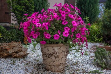 ampelous petunia in landscape design. Beautiful petunia flowers
