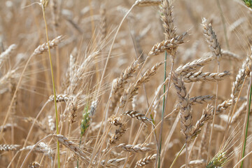 Ripe spikelets of wheat grow in a field in sunlight
