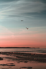 seagulls on the beach sunset
