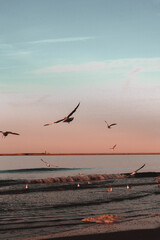 seagulls on the beach sunset