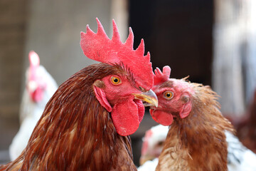 Red rooster and hens on the farm, poultry concept. Chickens in countryside
