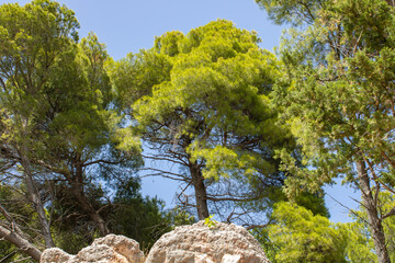 Tall green lush pine trees grow on the rocks of the Adriatic Sea. Mediterranean species of...
