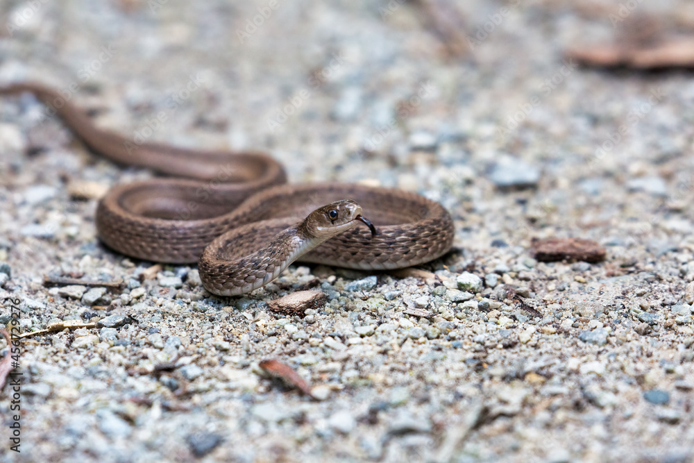 Wall mural DeKay's brown-snake as seen on a trail in Ontario, Canada - Wall murals