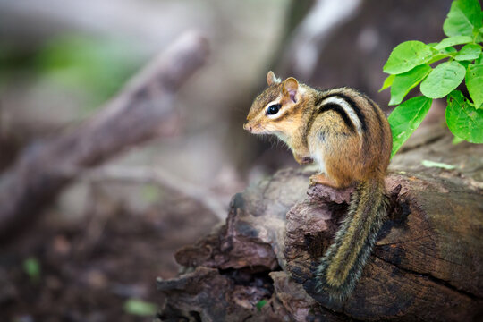 Eastern Chipmunk on a tree trunk