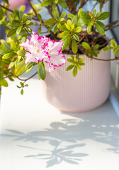 blooming azalea in a pot and the shadow