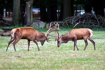 Zwei konkurrierende Rothirsche ( Cervus elaphus ). © Michael