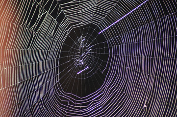 Nahaufnahme Spinnennetz im Sonnenlicht