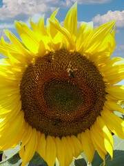 Sunflower with honeybees on a blue sky background,sunflower, flower, nature, summer, yellow, sun, plant, field, agriculture, blossom, beauty, flora, closeup, sky, bee, petal, sunflowers, garden, leaf,