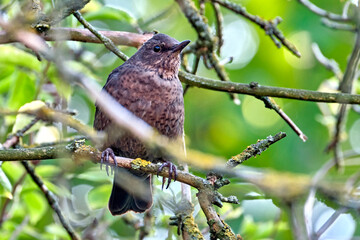 Amsel ( Turdus merula ) oder Schwarzdrossel.