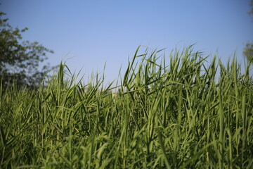 green green grass