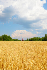 field of ripe wheat cereals and a blue sky with clouds in autumn, a concept of harvest, agribusiness and farming