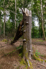 Gebrochener Baum mit Baumpilzen im Wald