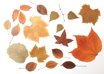 Dried pressed autumn leaves on a white background, seasonal concept