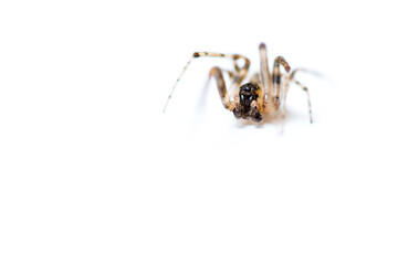 Macroshot of a spider isolated on white background