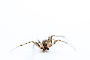 Macroshot of a spider isolated on white background