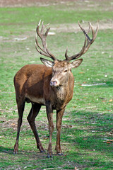Rothirsch ( Cervus elaphus ).