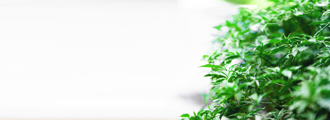 Panorama banner background. Green leafy bush, empty space for text.