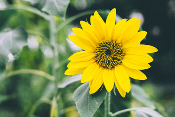 A yellow sunflower with blur bokeh background