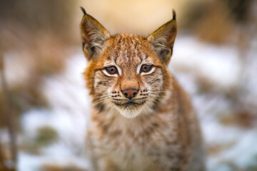 Fototapeta premium Portrait of eurasian lynx rests in the forest at early winter