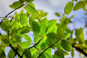 green leaves on a sunny day