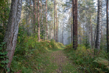 Thick fog in the forest. A path leading into the fog.