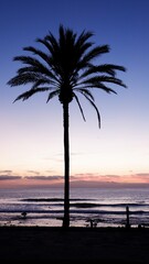 Obraz premium Single palm tree in front of the sea at sunset