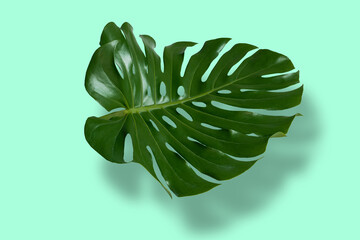 Fototapeta na wymiar Monstera leaves in tropical forest isolated on pastel background with shadows.