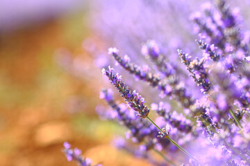 Close up of flowers of lavender in a field