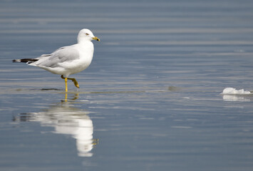Fototapeta na wymiar reflection of ring billed gull