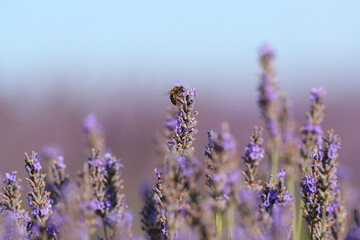 Bee in a lavender flower in a field