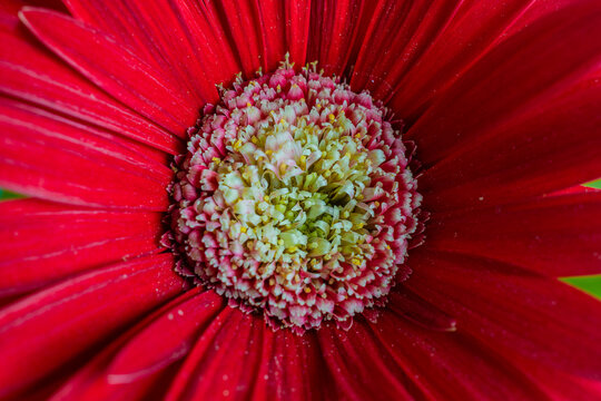 Red Gerbera flower closeup. Petals and pollen.