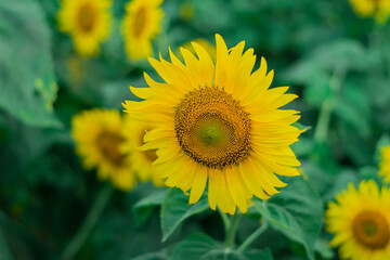 Close-up of sunflowers blooming with yellow flowers