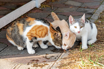 Group of adorable short haired cats eats delicious snacks on paved city street on summer day. Taking care of homeless animals