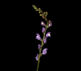 Linaria repens, also known as pale toadflax or creeping toadflax in Europe and as striped toadflax, black background