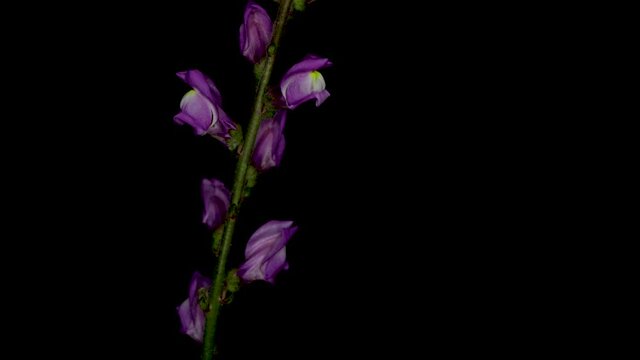 Linaria repens, also known as pale toadflax or creeping toadflax in Europe and as striped toadflax, black background