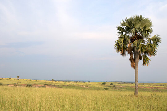 Borassus palms in Murchison Falls National Park Uganda
