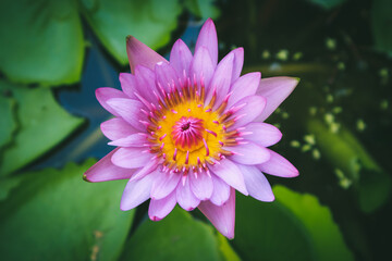 Lotus blossom