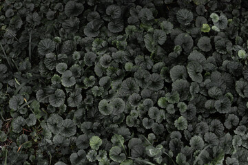 green moss background