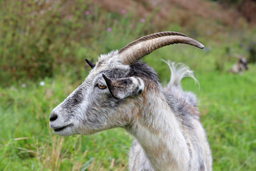 Horned goat grazing on a green meadow, rural scene