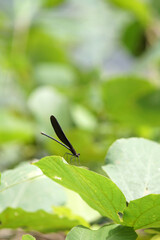 ハグロトンボ　水辺　9月