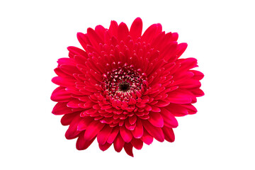 red chrysanthemums flower isolated on white background with clipping path