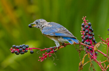 Juvenile eastern bluebird - Sialia sialis - eating Phytolacca americana, also known as American...